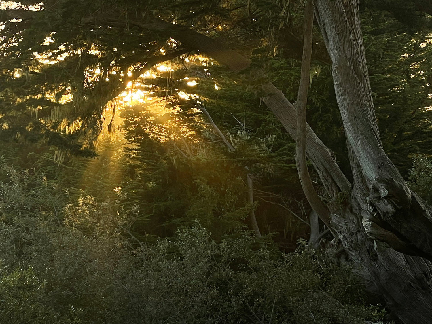 Sunshine streaming through a grove of Mendocino Coast Cypress Trees 